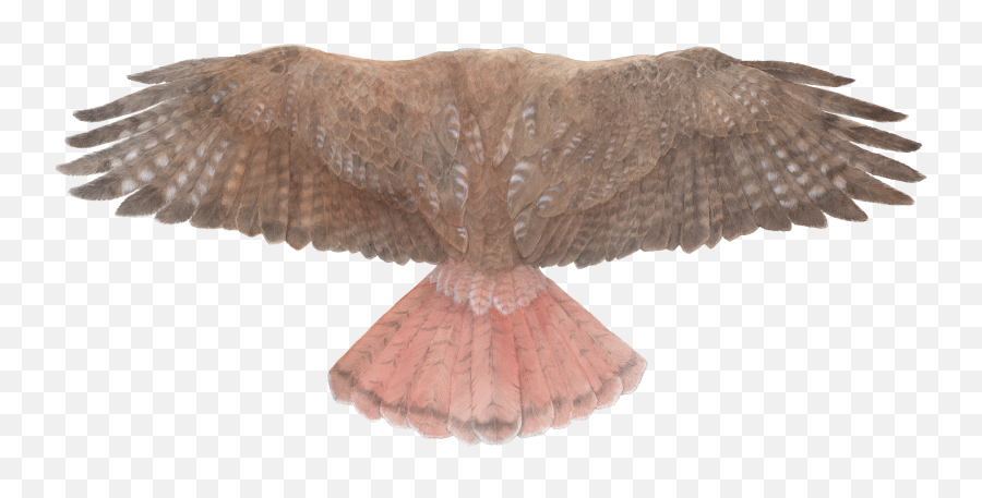 Download Red - Tailed Hawk Wings Bird Of Prey Full Size Red Tailed Hawk Wing Png,Prey Png