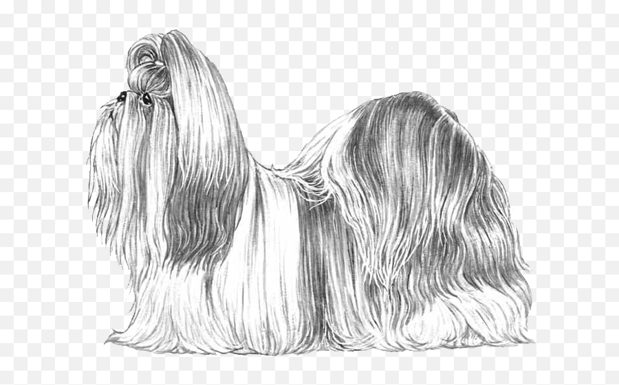 Shih Tzus Dog Breed Info Photos Common Names And More - Lhasa Apso Padrão Da Raça Png,Shih Tzu Png