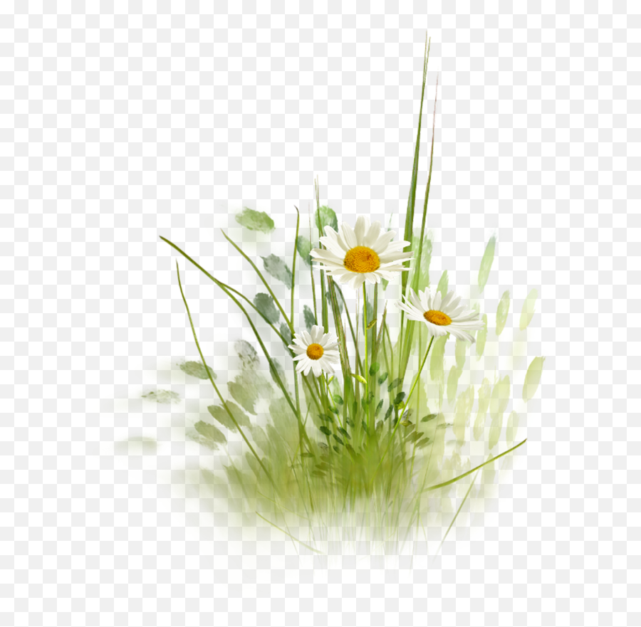 Download Hd Daisy Love Hill Png Grass