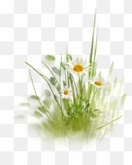 Download Hd Daisy Love Hill Png