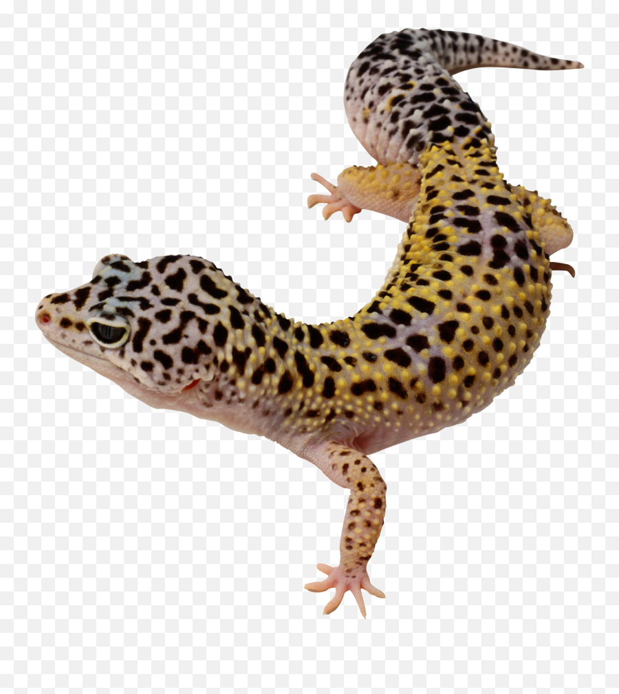 Lizard Png Images Free Download - Yellow And Black Spotted Lizard,Lizard Transparent Background