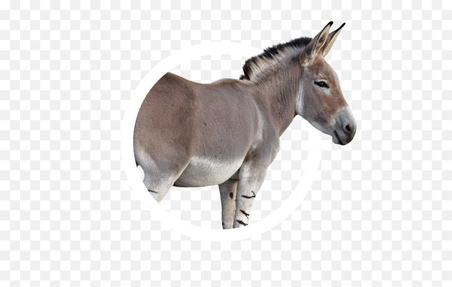Animal Icon Collection Frontier Forums - Donkey Images White Background Png,Mule Icon
