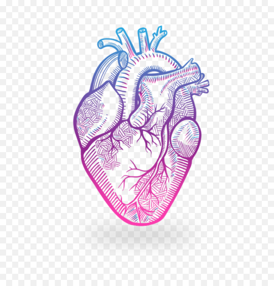Heart Anatomy Drawing - Nehru Love Garden Png,Anatomical Heart Png