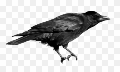 Raven - Crow Transparent Background Png Clipart,Raven Png