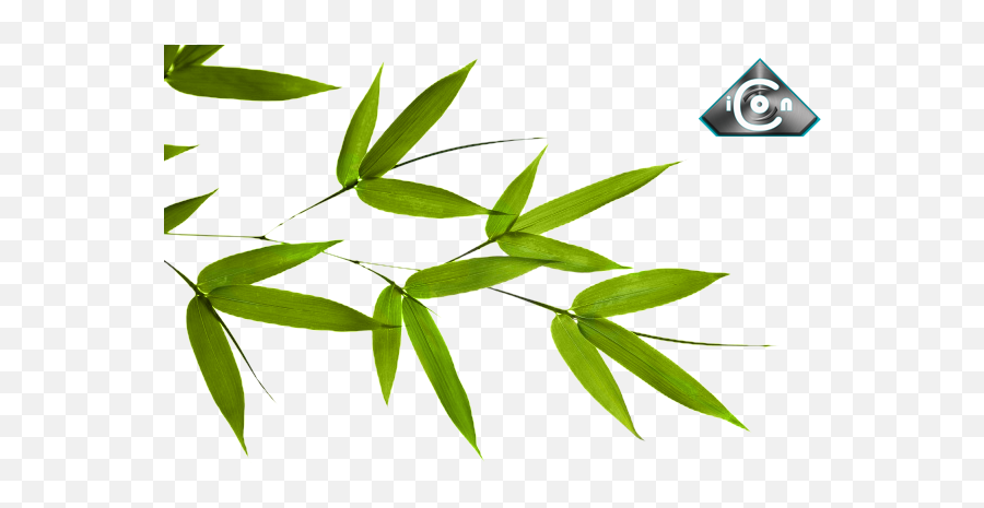 Bamboo Leaves Psd Official Psds - Bamboo Tree Leaf Png,Bamboo Leaves Png