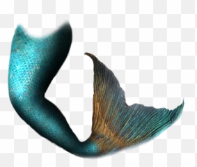 Mermaid Tail Clip Art - Mermaid Tails Png Download 494510 Real Mermaid Tail Png,Tails Png
