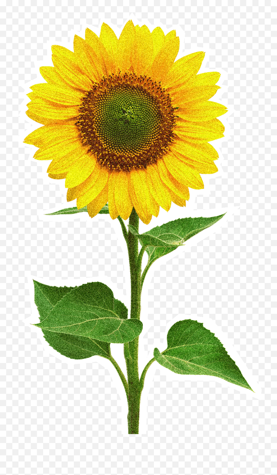 Sunflower - Flowerfreepngtransparentimagesfreedownload Sun Flower Png,Transparent Sunflower