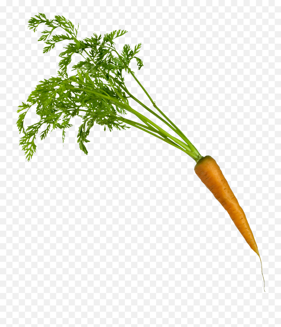 Download Carrots Png Leave Drawing Clip - Carrot On Transparent Background,Carrots Png