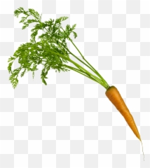 Download Carrots Png Leave Drawing Clip - Carrot On Transparent Background,Carrots Png