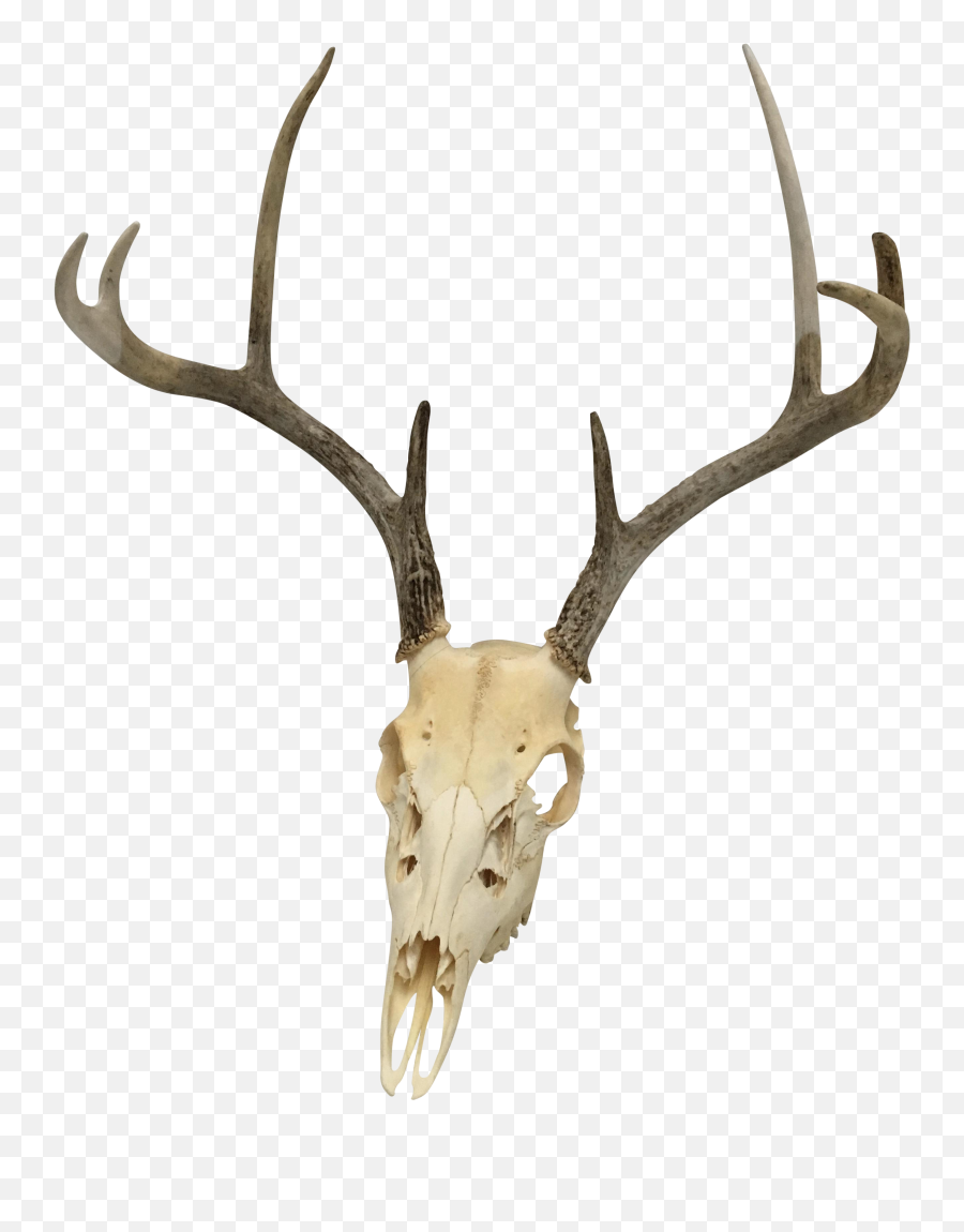 Deer Head Silhouette Png - Transparent Deer Antlers Deer Skull Transparent Background,Deer Head Png