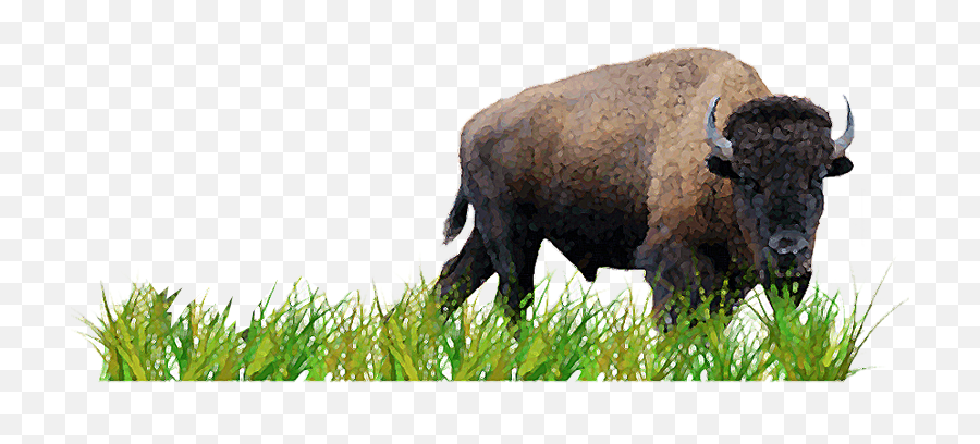 Download Activity 3 Plan A Prairie - American Bison Png,Bison Png