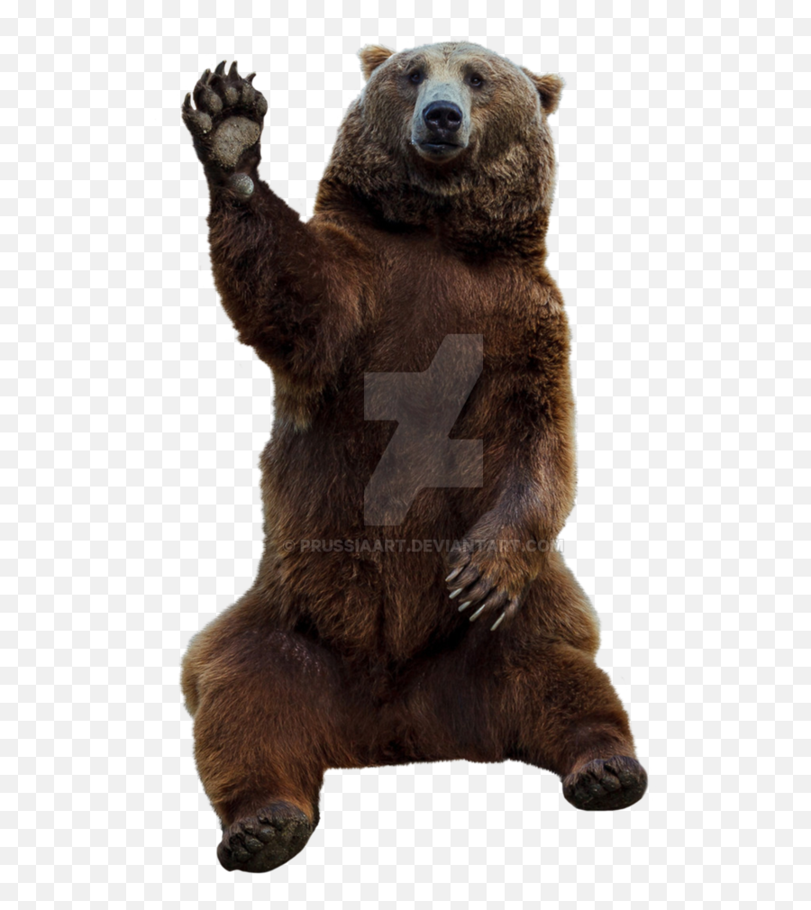 Download Grizzly Bear Png - Brown Bear Transparent Background,Grizzly Bear Png