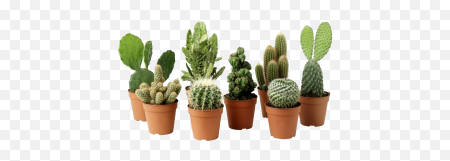 Cactus Plant Png Clipart - Types Of Potted Cactus,Cactus Clipart Png
