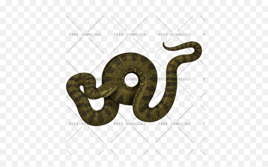 Anaconda Png Image With Transparent Background - Photo 9 Portable Network Graphics,Snake Transparent Background