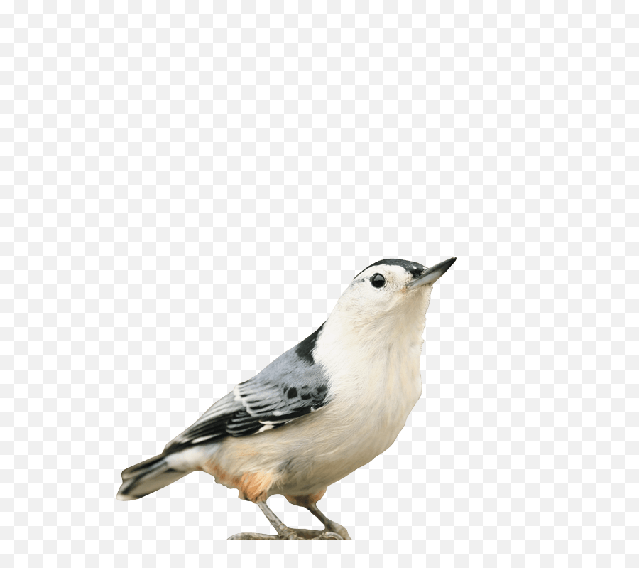 Bird Flock Png - White Breasted Nuthatch Png,Bird Flock Png
