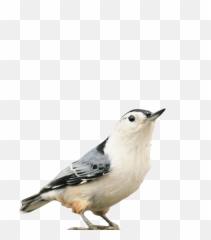 Bird Flock Png - White Breasted Nuthatch