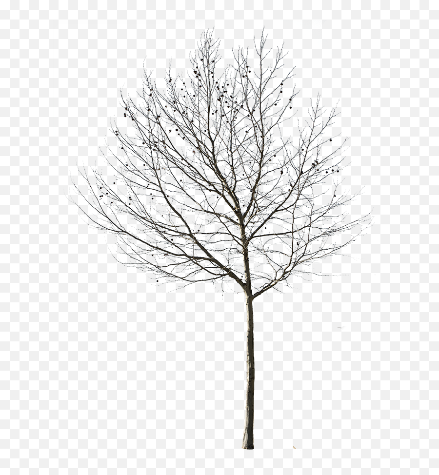 Ghim Trên Trees - Winter Tree Cut Out Png,Transparent Backround