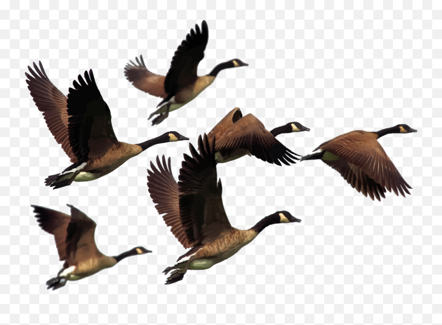 Download Ducks Flying Png - Geese Clipart,Ducks Png