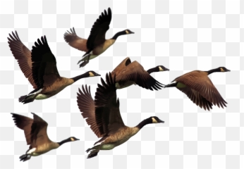 Download Ducks Flying Png - Geese Clipart,Ducks Png