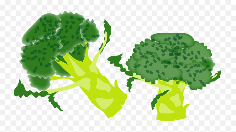 Broccoli Clipart Free Download Transparent Png Creazilla