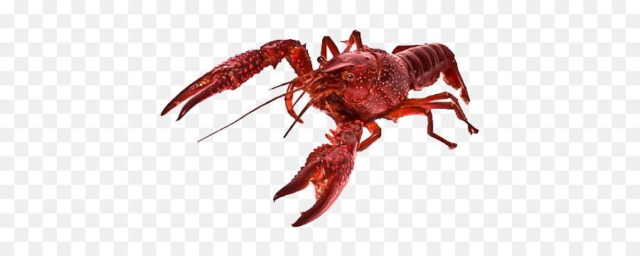 1139 - Transparent Background Crayfish Png,Crawfish Png