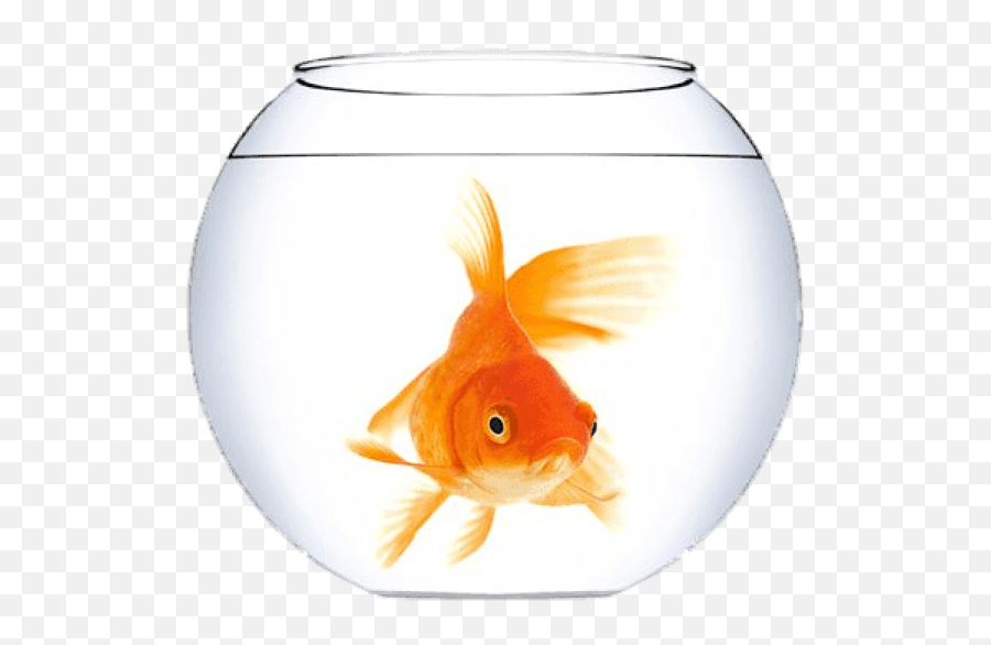 Goldfish Bowl Png Image With No - Small Aquarium Price In Nepal,Fishbowl Png