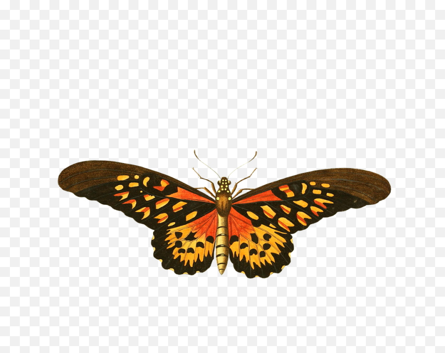 Animal Butterfly Flying Insect Transparent Png Images - Vintage Butterfly Illustration Png,Butterflies Transparent