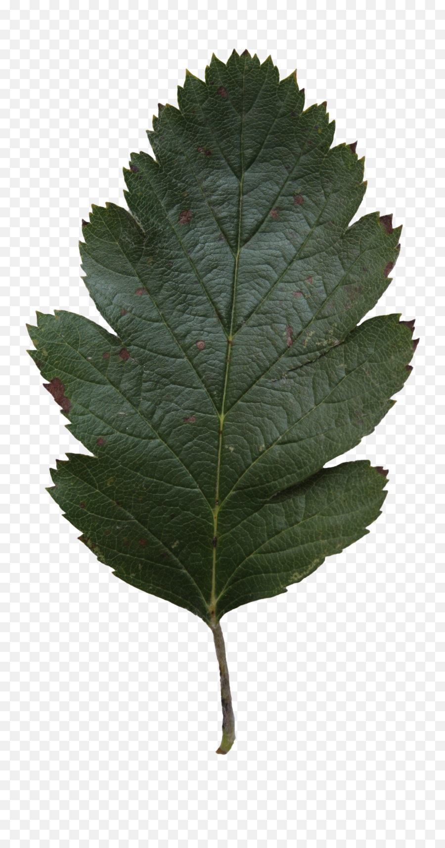 Oak Leaf Texture Png