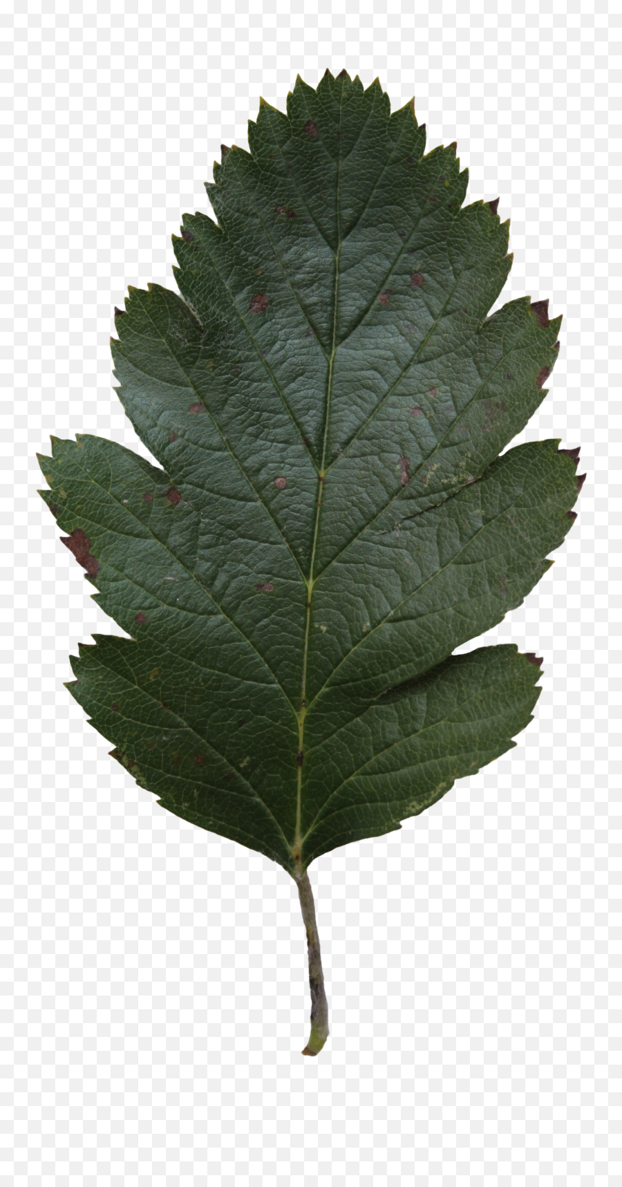 Oak Leaf Texture Png Free Transparent Png Images Pngaaa Com - roblox leaf texture id