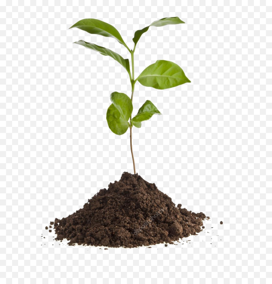 Download Depositphotos 13839825 Stock - Coffee Plant Seedling Png,Seedling Png