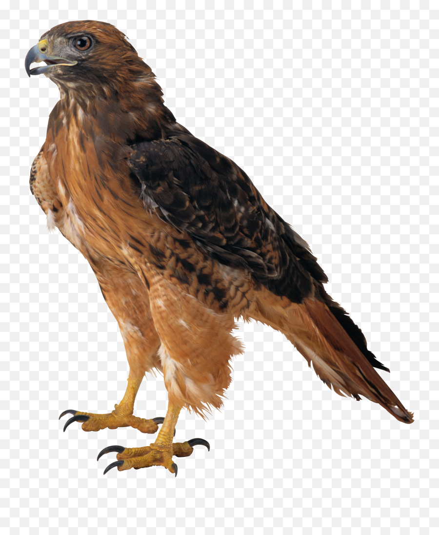 Eagle Png Image Free Download - Kite Meaning In Hindi,Prey Png