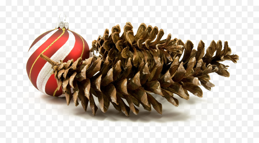 Holiday Pine Cone Png Hd Quality Play - Christmas Day,Holiday Images Png