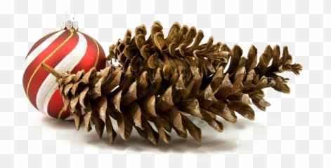 Holiday Pine Cone Png Hd Quality Play - Christmas Day,Holiday Images Png