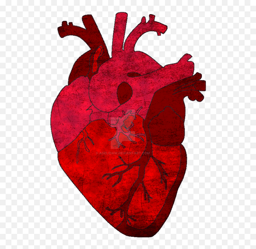 Saatchi Art Heart - Heaven Shall Burn Invictus Png,Anatomical Heart Png