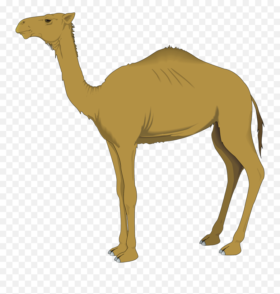 Camel Clipart Logo - Clipart Camel Png,Camel Logo