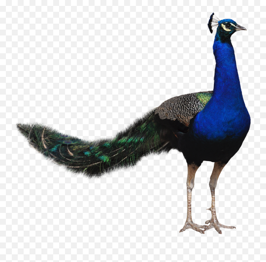 Peacock Png Images Free Download - Peacock Png Hd Real,Transparent Background Free