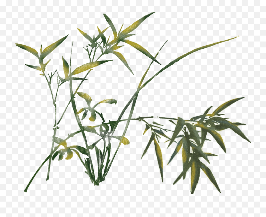 Bamaboo - Leaves U2013 Deu0027medici Classical Acupuncture Grass Png,Bamboo Leaves Png