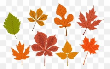 Free Png Autumn Leaves - Konfest