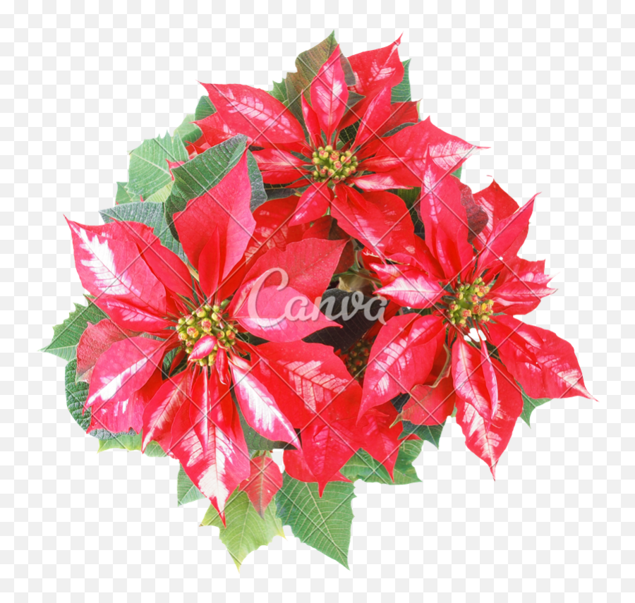 Picture - Christmas Day Png,Poinsettia Png