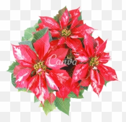 Picture - Christmas Day Png,Poinsettia Png