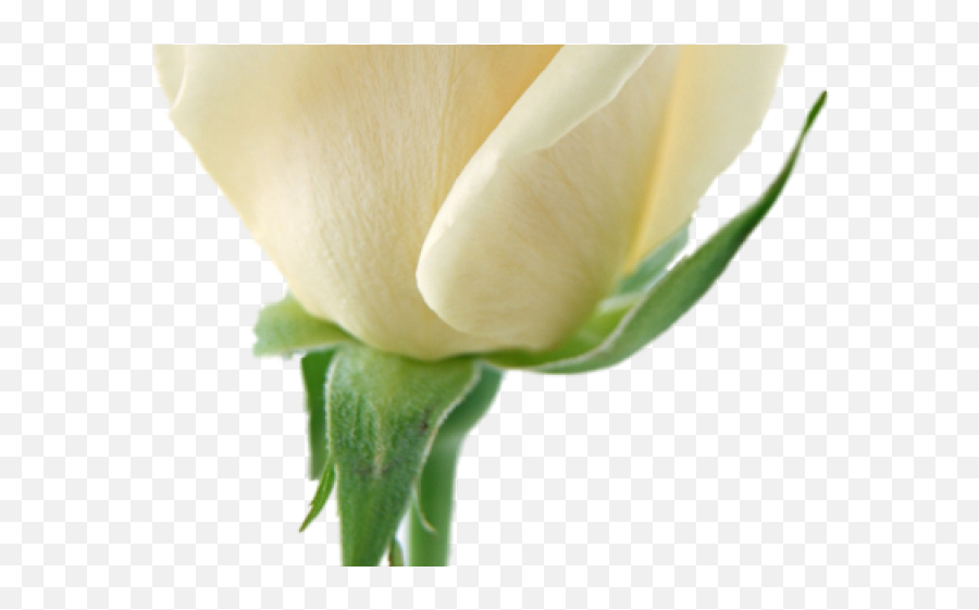 Download White Rose Clipart Transparent - White Rose Hd Png,Rose Clipart Transparent