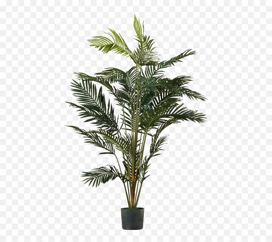 Palm Tree Png Image Transparent - Palm Tree In Pot,Palm Png