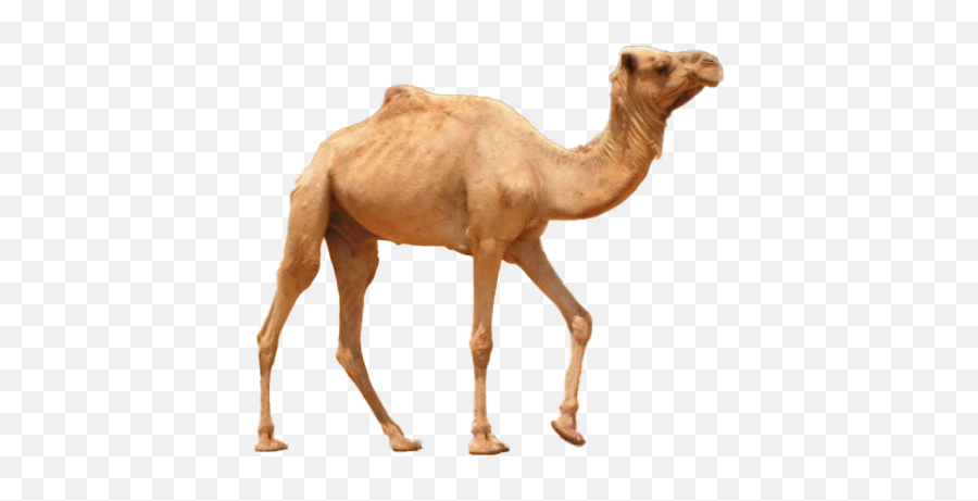 Camel Background Png Image - State Animal Of Rajasthan,Camel Png - free  transparent png images 
