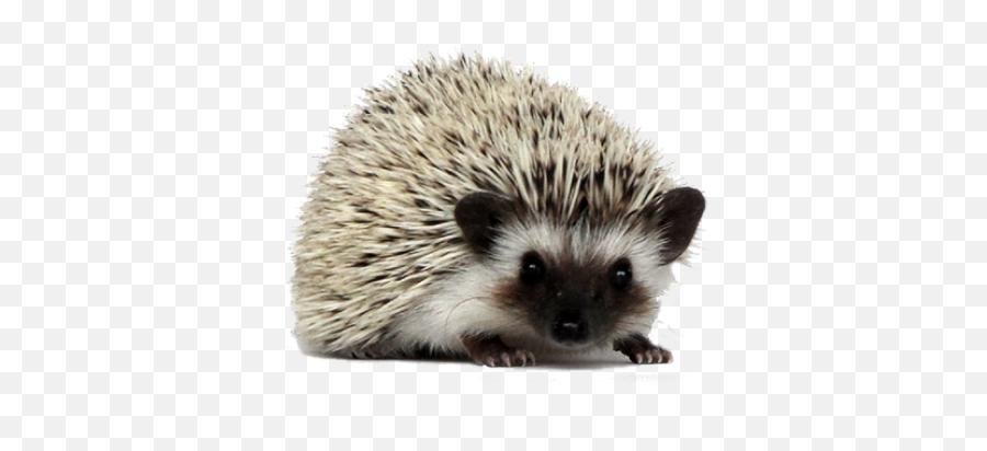 Png Hedgehog - Hedgehog,Hedgehog Transparent Background