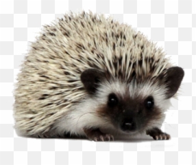 Png Hedgehog