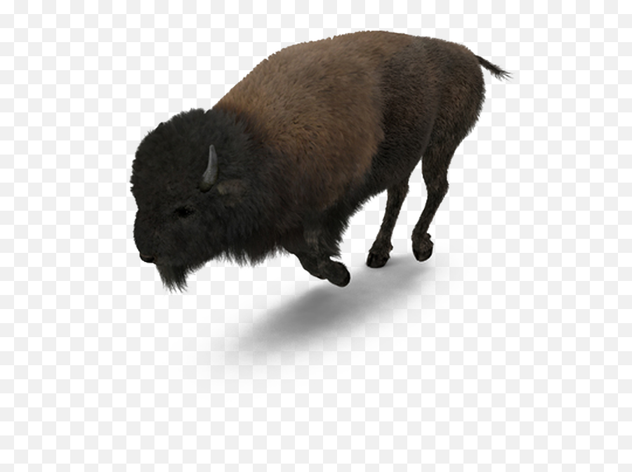 Buffalo American Bison - American Buffalo Png,Bison Png