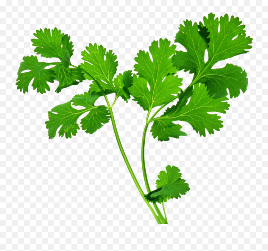 4570book - Herb Transparent Background Png,Cilantro Png