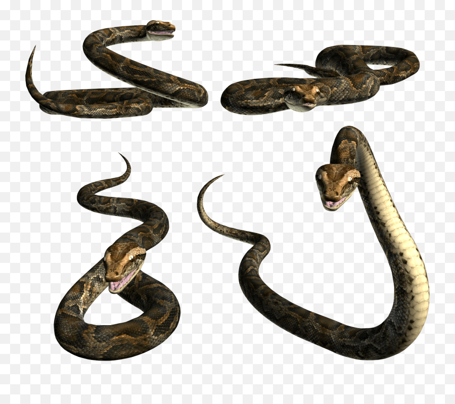 Snake Png Transparent Background Image For Free Download 28 - Snake Png For Picsart,Snake Transparent Background