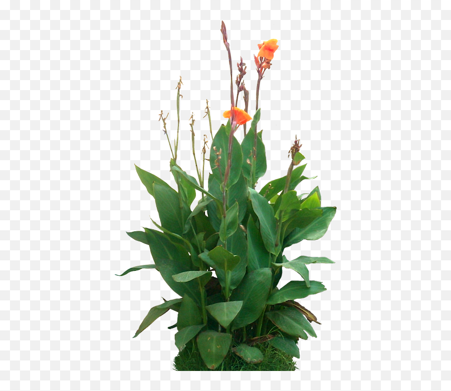 Tropical Plants - Canna Indica Png,Plant Pngs