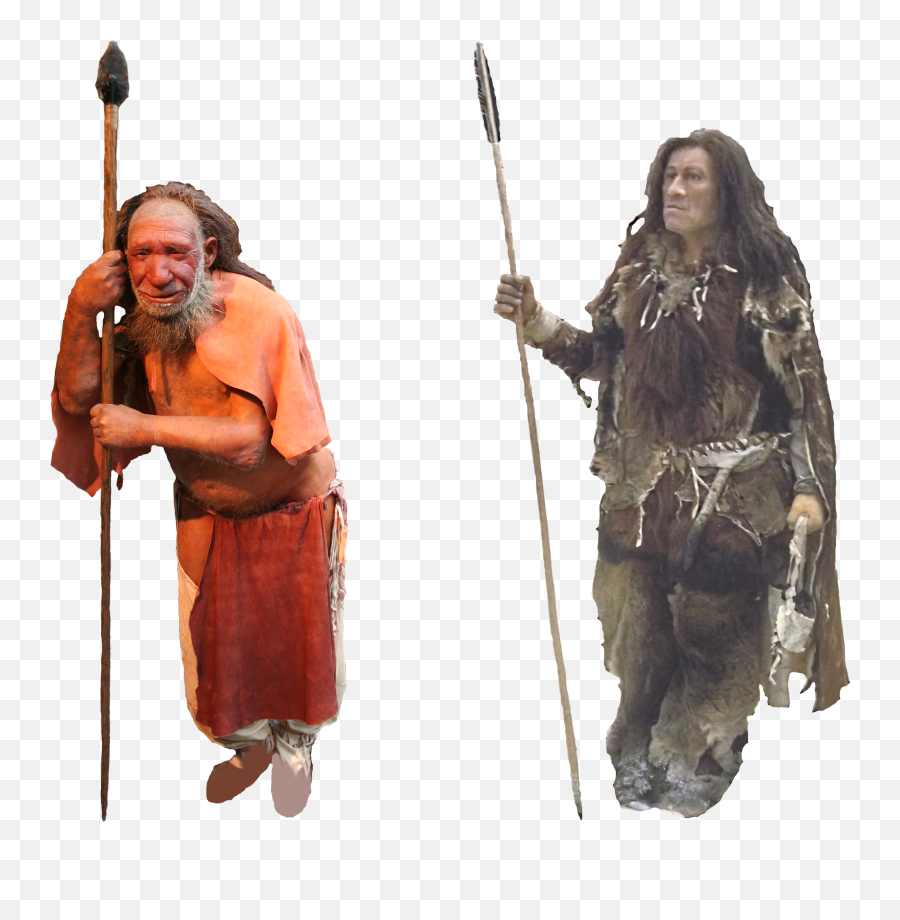 Filecomparison Of Neanderthal And Homo Sapiens Version 1 - Homo Neanderthalensis Homo Sapiens Png,Spear Png